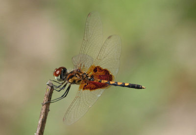 Celithemis amanda; Amanda's Pennant; male