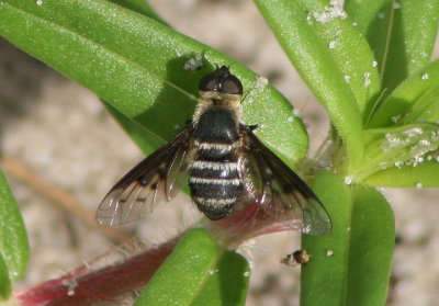 Chrysanthrax dispar; Bee Fly species