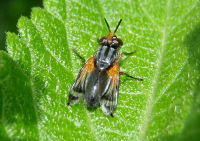 Euthera tentatrix; Tachinid Fly species