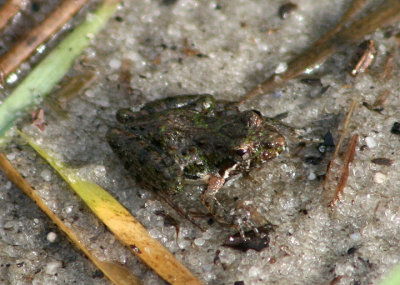 Florida Cricket Frog