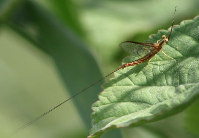 Hexagenia Common Burrower Mayfly species; male