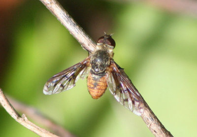 Neodiplocampta miranda; Bee Fly species