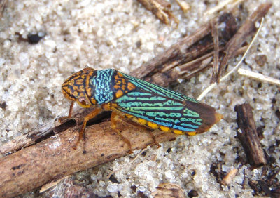 Oncometopia nigricans; Sharpshooter species