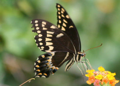 Papilio palamedes; Palamedes Swallowtail