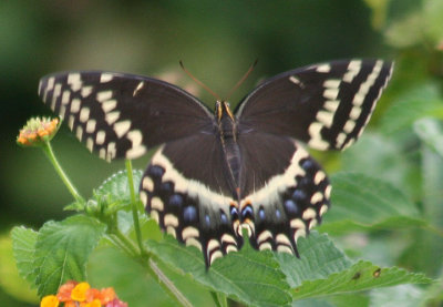 Papilio palamedes; Palamedes Swallowtail