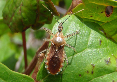 Pselliopus latifasciatus; Assassin Bug species