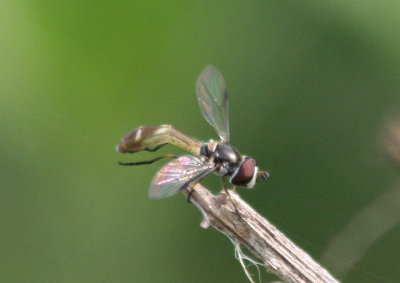 Pseudodoros clavatus; Syrphid Fly species