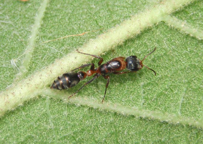 Pseudomyrmex gracilis; Graceful Twig Ant