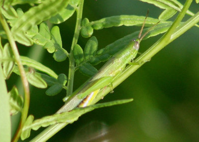 Stenacris vitreipennis; Glassy-winged Toothpick Grasshopper