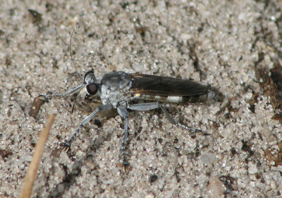 Stichopogon trifasciatus; Three-banded Robber Fly
