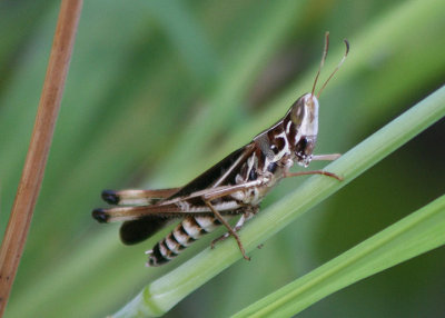 Syrbula admirabilis; Admirable Grasshopper; male