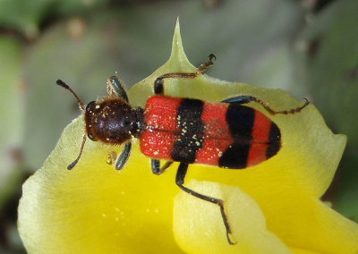 Trichodes apivorus; Checkered Beetle species 