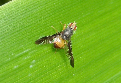 Xanthaciura Fruit Fly species