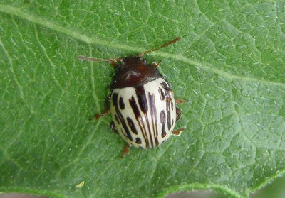 Zygogramma heterothecae; Leaf Beetle species