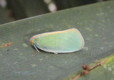 Ormenaria rufifascia; Palm Flatid Planthopper