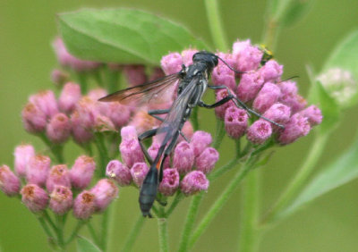 Ammophila procera; Thread-waisted Wasp species; male