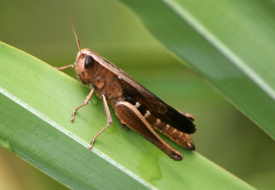 Amblytropidia mysteca; Brown Winter Grasshopper