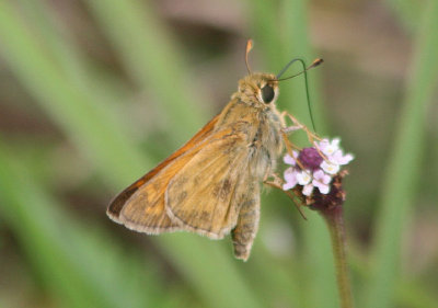 Atalopedes campestris; Sachem; male