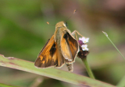 Atalopedes campestris; Sachem; male