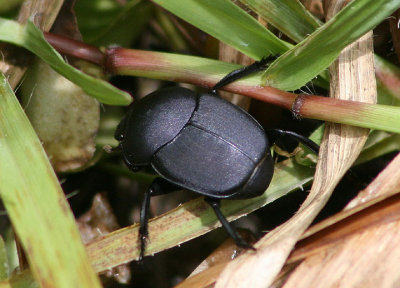 Canthonini Dung Beetle species