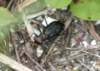 Cicindelidia punctulata; Punctured Tiger Beetle