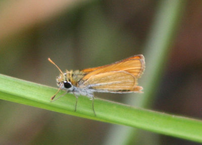 Copaeodes minima; Southern Skipperling