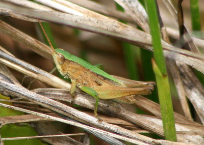 Dichromorpha viridis; Short-winged Green Grasshopper; male