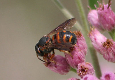 Dianthidium floridiense; Leaf-cutter Bee species; male