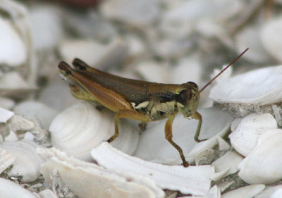 Paroxya clavuliger; Olive-green Swamp Grasshopper