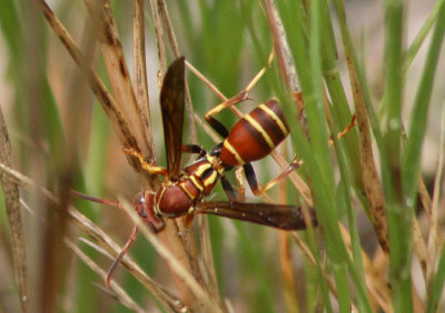 Polistes dorsalis; Paper Wasp species