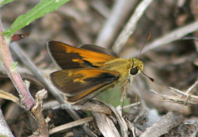 Polites themistocles; Tawny-edged Skipper; male