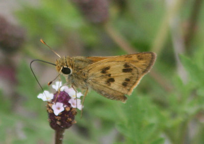 Polites vibex; Whirlabout