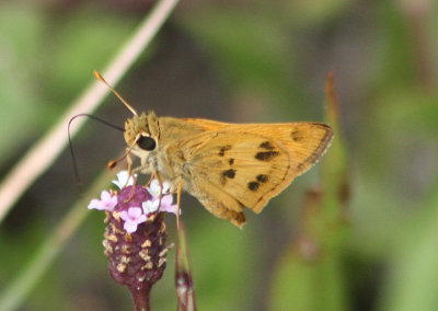 Polites vibex; Whirlabout; male