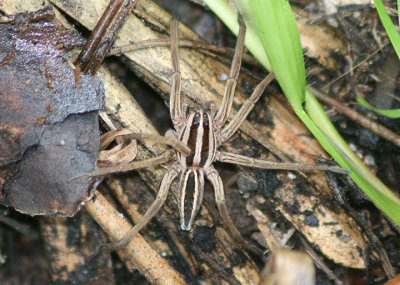 Rabidosa rabida; Rabid Wolf Spider