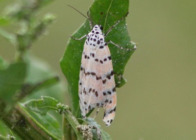 8105 - Utetheisa ornatrix; Ornate Bella Moth