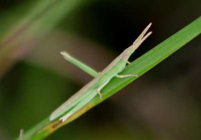 Achurum carinatum; Long-headed Toothpick Grasshopper; nymph