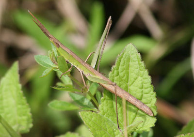 Achurum carinatum; Long-headed Toothpick Grasshopper; female