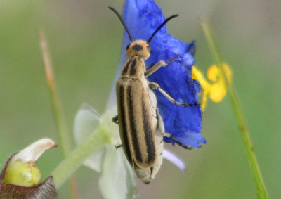 Epicauta strigosa; Blister Beetle species