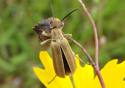 Epicauta strigosa; Blister Beetle species