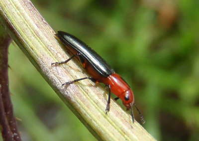 Languria discoidea; Lizard Beetle species