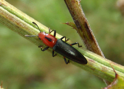 Languria discoidea; Lizard Beetle species