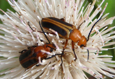 Nemognatha piazata/punctulata complex; Blister Beetle species