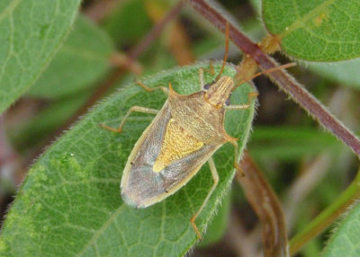 Oebalus pugnax; Rice Stink Bug