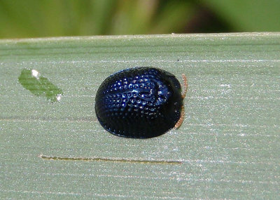 Hemisphaerota cyanea; Palmetto Tortoise Beetle