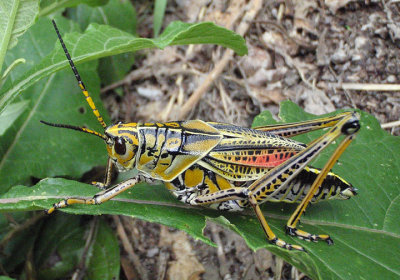 Romalea microptera; Eastern Lubber Grasshopper