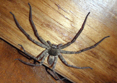 Heteropoda venatoria; Huntsman Spider; female