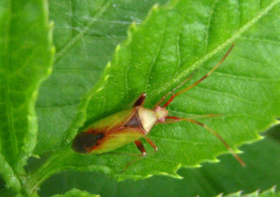 Creontiades rubrinervis; Plant Bug species
