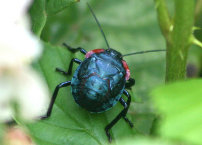 Alcaeorrhynchus grandis; Giant Strong-nosed Stink Bug nymph