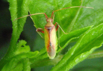 Creontiades rubrinervis; Plant Bug species