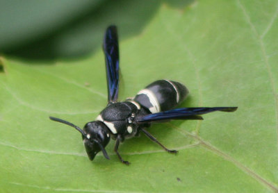 Euodynerus megaera; Potter Wasp species